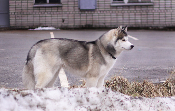 Сибирский хаски в городе