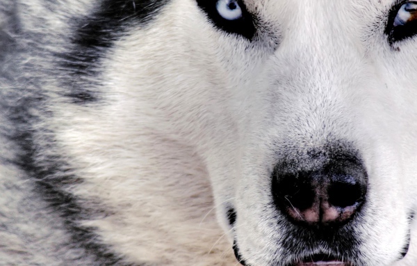 Сибирский хаски крупным планом