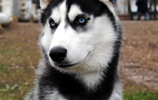 Сибирский хаски во дворе