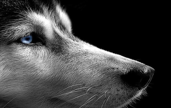 Сибирский хаски на черном фоне