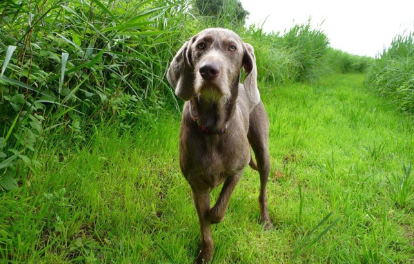 Словацкий Пойнтер в поле