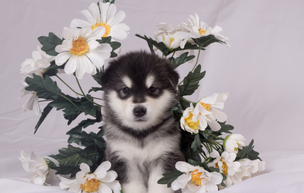 Маленький аляскинский маламут в цветах