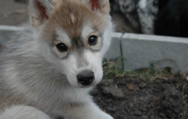 Маленький аляскинский маламут смотрит на фотографа