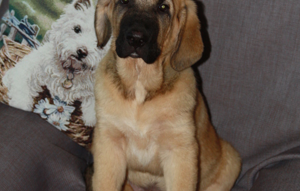 Испанский мастиф сидим на стуле