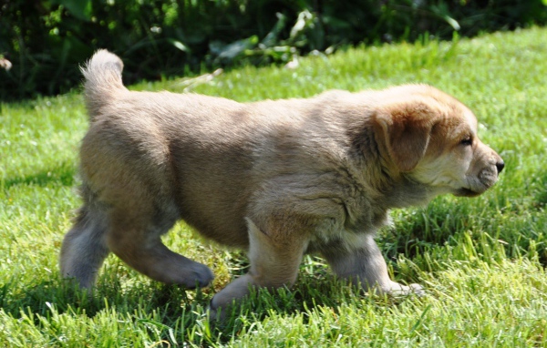Испанский мастиф на прогулке