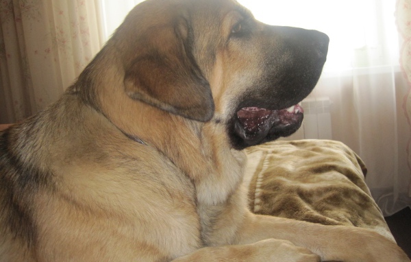 Испанский мастиф на диване