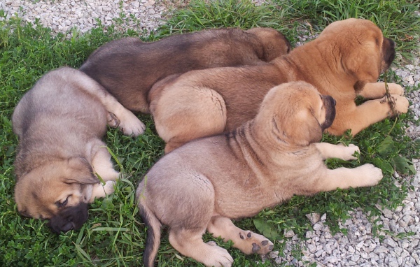 Щенки испанского мастифа на траве