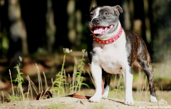 Стаффордширский бультерьер терьер в красном ошейнике