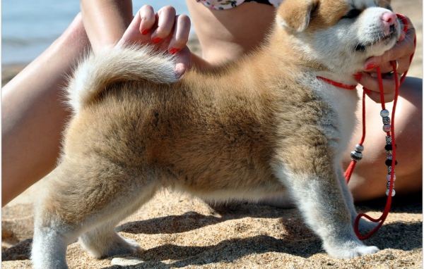 Стойка щенка акита-ину