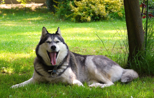 Аляскинский маламут устал