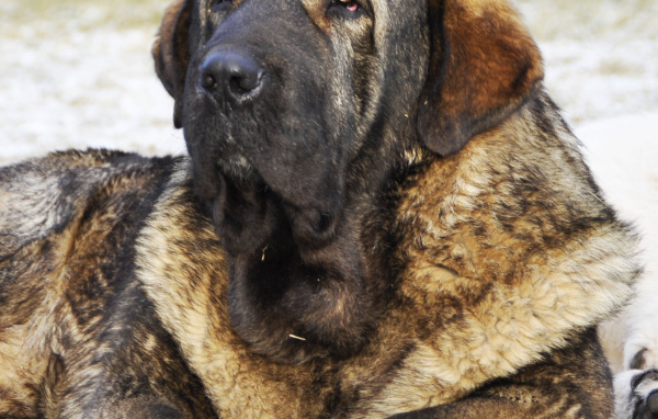 Огромный Испанский мастиф на полу