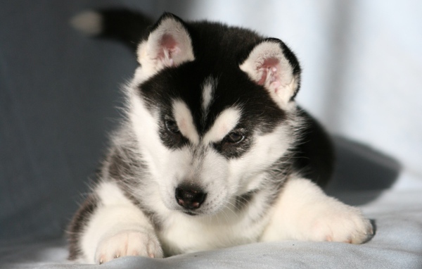 Щенок Сибирский хаски
