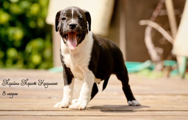 Щенок Стаффордширский бультерьер