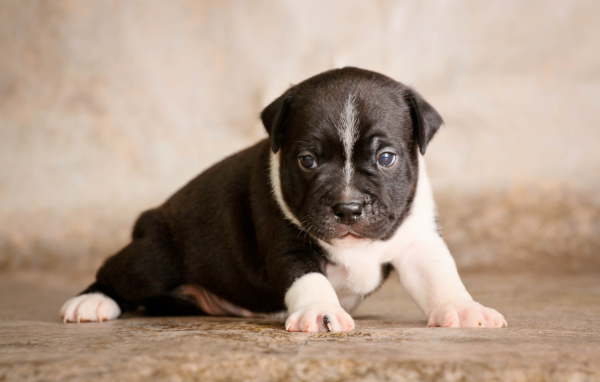 The Puppy Staffordshire Bull Terrier on the photo session