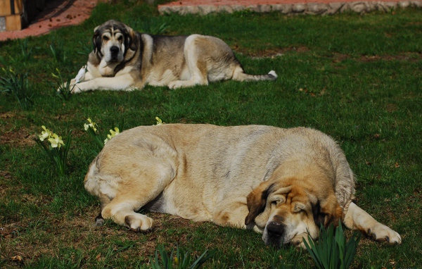 Испанский мастиф спит на траве