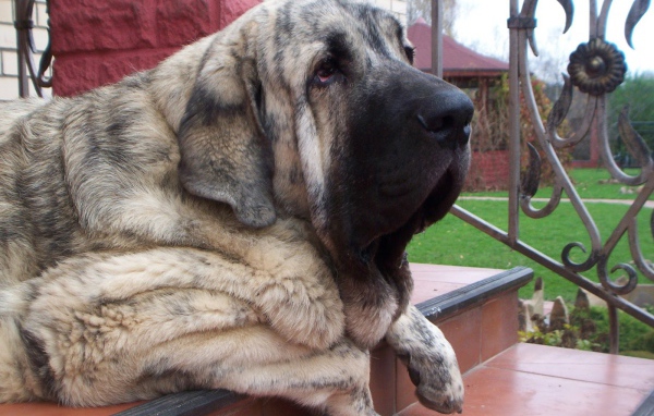 Испанский мастиф лежащий на лестнице