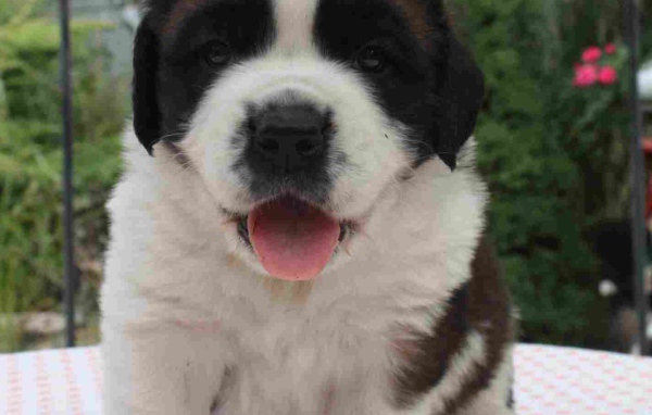 Испанский мастиф улыбаясь в камеру