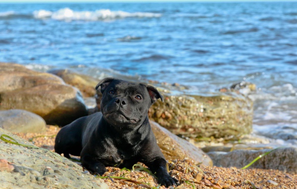 Стаффордширский бультерьер на пляже