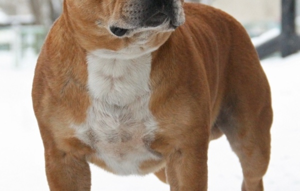 Стаффордширский бультерьер на снегу