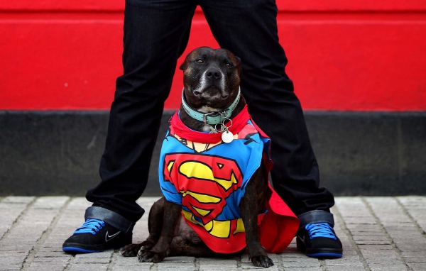 Супермен Стаффордширский бультерьер