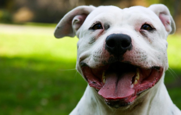 Белый Стаффордширский бультерьер