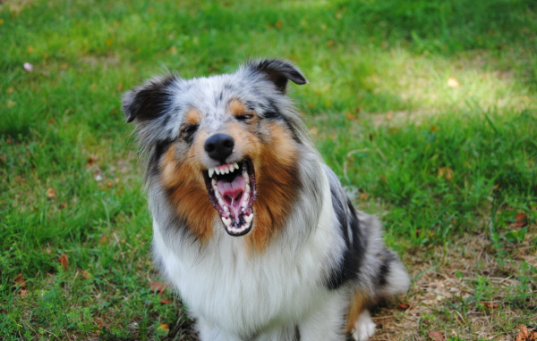The angry dog breed sheltie