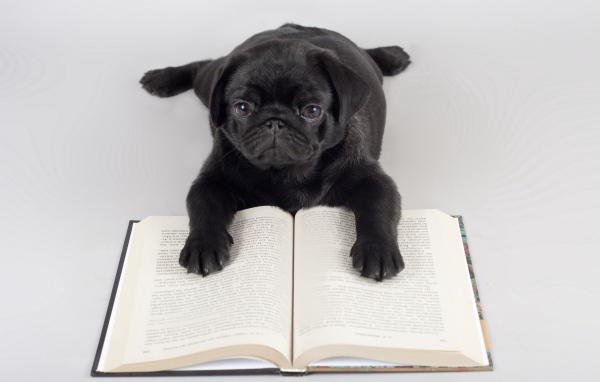 2013Animals___Dogs_The_dog_learns_to_read_041951_33.jpg