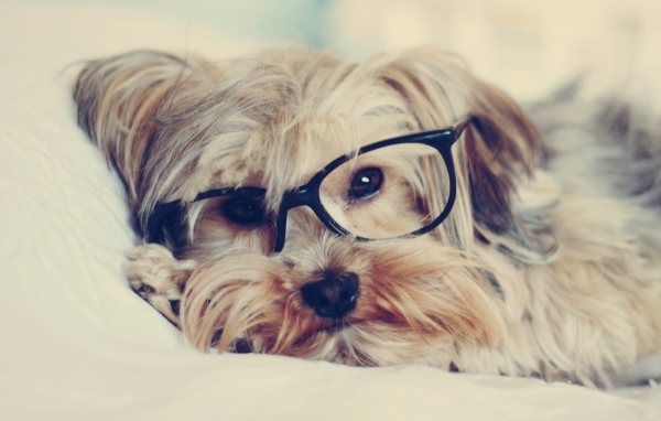 Собака смотрит через очки
