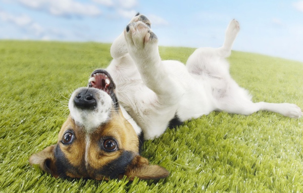 Собака валяется на траве