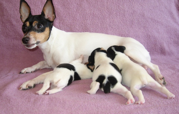 семья Фокстерьер