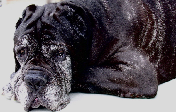 Старый черный Испанский мастиф