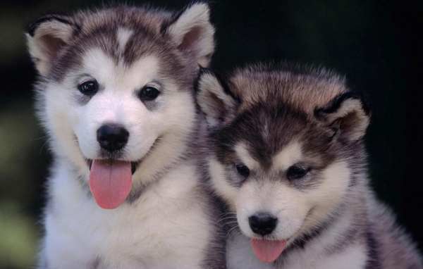 Щенки сибирского хаски