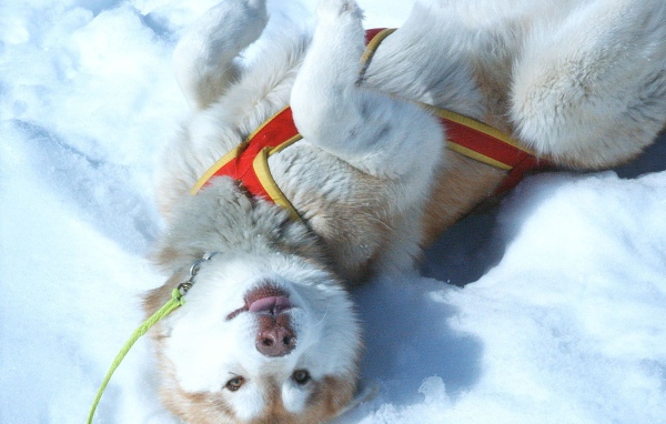 Щенок Сибирский хаски играть в снегу