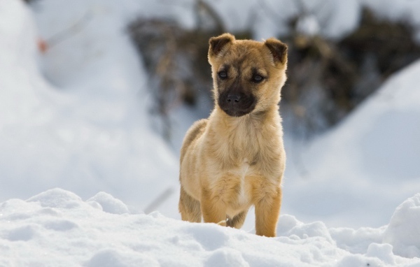 Щенок на снегу