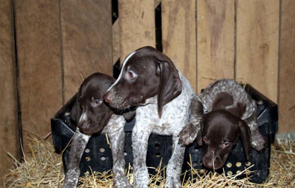 Три немецких щенка Пойнтер