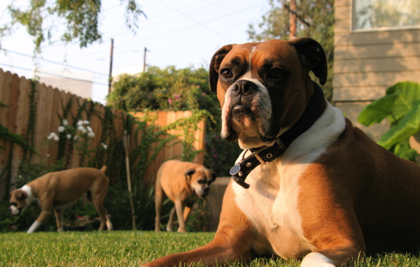 Три боксёра во дворе дома
