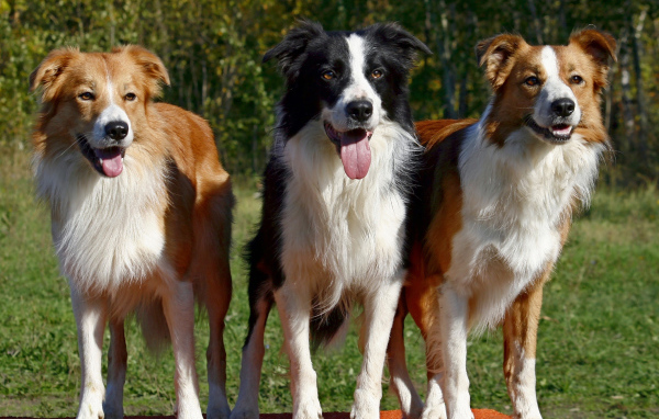 Три собаки бордер-колли