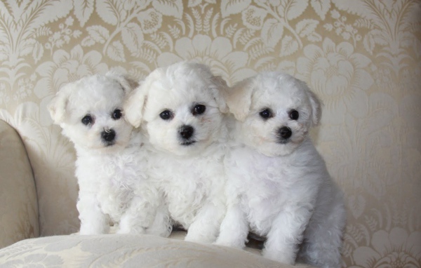 Три щенка породы бишон-фриз на диване