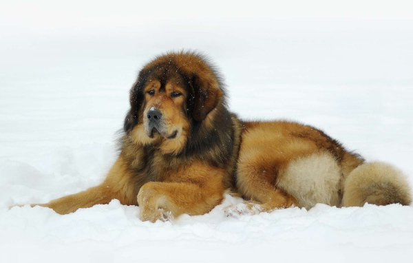 Тибетский мастиф лежит на снегу