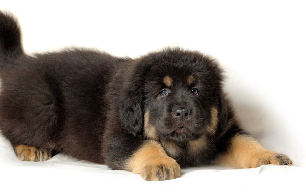 Тибетский мастиф на белом фоне