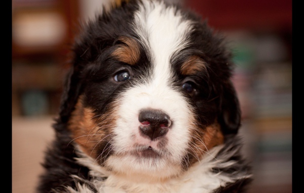 Крохотный щенок бернской пастушьей собаки