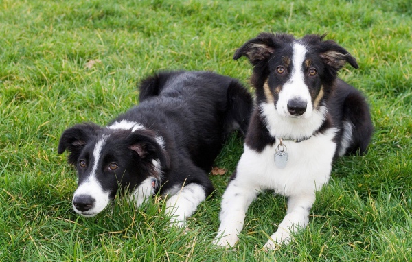 Два щенка бордер-колли лежат на траве