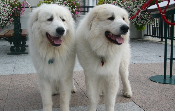 Две большие пиренейские собаки