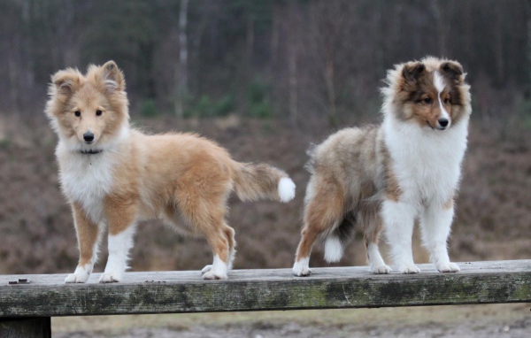 Два щенка породы шелти на деревянной скамейке