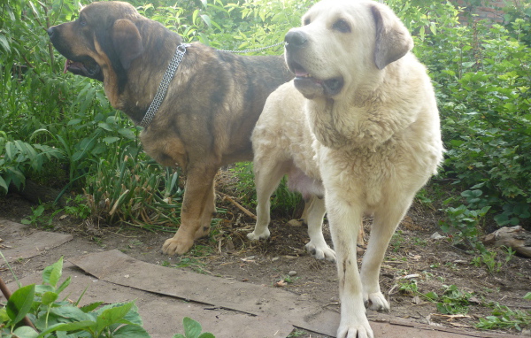 Два испанских мастифа в саду