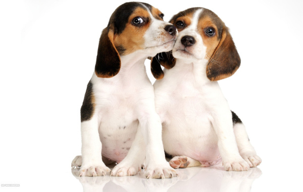 Два щенка породы бигль на белом фоне
