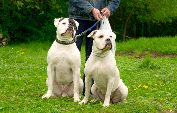 Два красивых американских бульдога