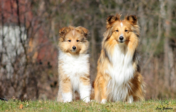 Две красивые собаки породы шелти на фоне леса