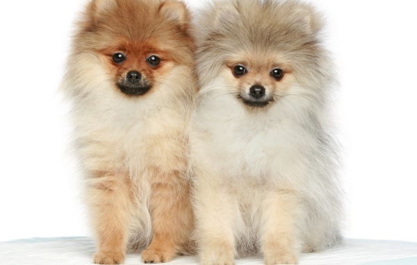 Две милые собаки