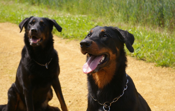Две собаки породы босерон сидят на дороге
